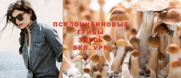 прущие грибы Кирсанов