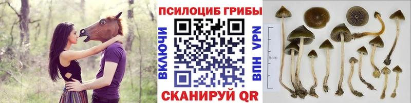 Псилоцибиновые грибы MAGIC MUSHROOMS  даркнет сайт  Приморск 